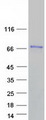 PLS3 / T Plastin Protein - Purified recombinant protein PLS3 was analyzed by SDS-PAGE gel and Coomassie Blue Staining
