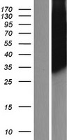 PLSCR3 Protein - Western validation with an anti-DDK antibody * L: Control HEK293 lysate R: Over-expression lysate