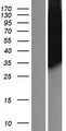 PLSCR3 Protein - Western validation with an anti-DDK antibody * L: Control HEK293 lysate R: Over-expression lysate