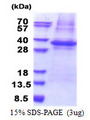 PLSCR3 Protein