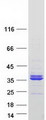 PLSCR3 Protein - Purified recombinant protein PLSCR3 was analyzed by SDS-PAGE gel and Coomassie Blue Staining