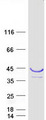 PLSCR4 Protein - Purified recombinant protein PLSCR4 was analyzed by SDS-PAGE gel and Coomassie Blue Staining