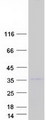 PLSCR5 Protein - Purified recombinant protein PLSCR5 was analyzed by SDS-PAGE gel and Coomassie Blue Staining
