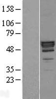 PLTP Protein - Western validation with an anti-DDK antibody * L: Control HEK293 lysate R: Over-expression lysate