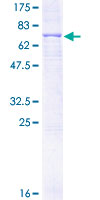 PLTP Protein - 12.5% SDS-PAGE of human PLTP stained with Coomassie Blue