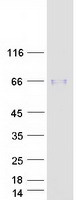 PLTP Protein - Purified recombinant protein PLTP was analyzed by SDS-PAGE gel and Coomassie Blue Staining