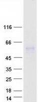 PLTP Protein - Purified recombinant protein PLTP was analyzed by SDS-PAGE gel and Coomassie Blue Staining