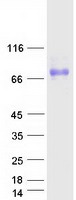 PLXDC2 Protein - Purified recombinant protein PLXDC2 was analyzed by SDS-PAGE gel and Coomassie Blue Staining