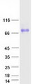 PLXDC2 Protein - Purified recombinant protein PLXDC2 was analyzed by SDS-PAGE gel and Coomassie Blue Staining