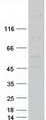 PLXNA1 / Plexin A1 Protein - Purified recombinant protein PLXNA1 was analyzed by SDS-PAGE gel and Coomassie Blue Staining