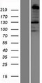 PLXNB1 / Plexin-B1 Protein - Western validation with an anti-DDK antibody * L: Control HEK293 lysate R: Over-expression lysate