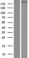 PLXNC1 / Plexin C1 Protein - Western validation with an anti-DDK antibody * L: Control HEK293 lysate R: Over-expression lysate