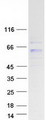 PM20D1 Protein - Purified recombinant protein PM20D1 was analyzed by SDS-PAGE gel and Coomassie Blue Staining