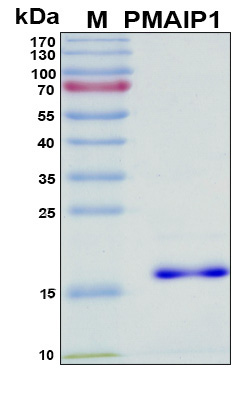 PMAIP1 / NOXA Protein - SDS-PAGE under reducing conditions and visualized by Coomassie blue staining