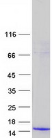 PMAIP1 / NOXA Protein - Purified recombinant protein PMAIP1 was analyzed by SDS-PAGE gel and Coomassie Blue Staining