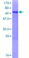 PME-1 / PPME1 Protein - 12.5% SDS-PAGE of human PPME1 stained with Coomassie Blue