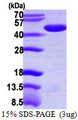 PME-1 / PPME1 Protein