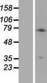 PMEL / SILV / gp100 Protein - Western validation with an anti-DDK antibody * L: Control HEK293 lysate R: Over-expression lysate