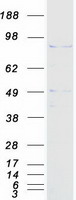 PMEL / SILV / gp100 Protein - Purified recombinant protein PMEL was analyzed by SDS-PAGE gel and Coomassie Blue Staining