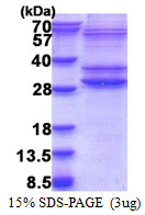 PMF1-BGLAP Protein