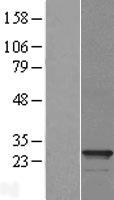 PMF1 Protein - Western validation with an anti-DDK antibody * L: Control HEK293 lysate R: Over-expression lysate