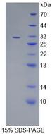 PMFBP1 Protein - Recombinant  Polyamine Modulated Factor 1 Binding Protein 1 By SDS-PAGE