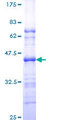 PML Protein - 12.5% SDS-PAGE Stained with Coomassie Blue.