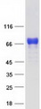 PML Protein - Purified recombinant protein PML was analyzed by SDS-PAGE gel and Coomassie Blue Staining