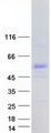 PML Protein - Purified recombinant protein PML was analyzed by SDS-PAGE gel and Coomassie Blue Staining