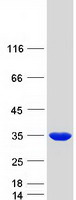 PMM2 Protein - Purified recombinant protein PMM2 was analyzed by SDS-PAGE gel and Coomassie Blue Staining