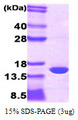 PMP2 / FABP8 Protein
