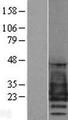 PMP22 Protein - Western validation with an anti-DDK antibody * L: Control HEK293 lysate R: Over-expression lysate
