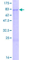 PMPCA Protein - 12.5% SDS-PAGE of human PMPCA stained with Coomassie Blue