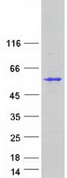PMPCA Protein - Purified recombinant protein PMPCA was analyzed by SDS-PAGE gel and Coomassie Blue Staining