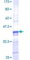 PMPCB / MPP11 Protein - 12.5% SDS-PAGE Stained with Coomassie Blue.
