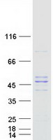 PMPCB / MPP11 Protein - Purified recombinant protein PMPCB was analyzed by SDS-PAGE gel and Coomassie Blue Staining