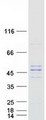 PMPCB / MPP11 Protein - Purified recombinant protein PMPCB was analyzed by SDS-PAGE gel and Coomassie Blue Staining