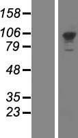 PMS2 Protein - Western validation with an anti-DDK antibody * L: Control HEK293 lysate R: Over-expression lysate