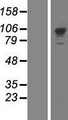 PMS2 Protein - Western validation with an anti-DDK antibody * L: Control HEK293 lysate R: Over-expression lysate