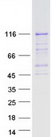 PMS2 Protein - Purified recombinant protein PMS2 was analyzed by SDS-PAGE gel and Coomassie Blue Staining