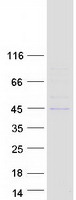 PNCK / CaMK1b Protein - Purified recombinant protein PNCK was analyzed by SDS-PAGE gel and Coomassie Blue Staining