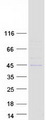 PNCK / CaMK1b Protein - Purified recombinant protein PNCK was analyzed by SDS-PAGE gel and Coomassie Blue Staining