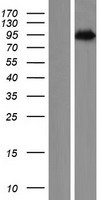PNISR Protein - Western validation with an anti-DDK antibody * L: Control HEK293 lysate R: Over-expression lysate