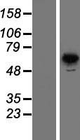 PNKP Protein - Western validation with an anti-DDK antibody * L: Control HEK293 lysate R: Over-expression lysate