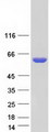 PNKP Protein - Purified recombinant protein PNKP was analyzed by SDS-PAGE gel and Coomassie Blue Staining