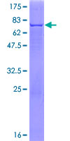PNLIP / PL / Pancreatic Lipase Protein - 12.5% SDS-PAGE of human PNLIP stained with Coomassie Blue