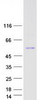 PNLIP / PL / Pancreatic Lipase Protein - Purified recombinant protein PNLIP was analyzed by SDS-PAGE gel and Coomassie Blue Staining