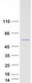 PNLIP / PL / Pancreatic Lipase Protein - Purified recombinant protein PNLIP was analyzed by SDS-PAGE gel and Coomassie Blue Staining