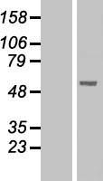PNLIPRP1 Protein - Western validation with an anti-DDK antibody * L: Control HEK293 lysate R: Over-expression lysate