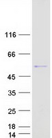 PNLIPRP1 Protein - Purified recombinant protein PNLIPRP1 was analyzed by SDS-PAGE gel and Coomassie Blue Staining